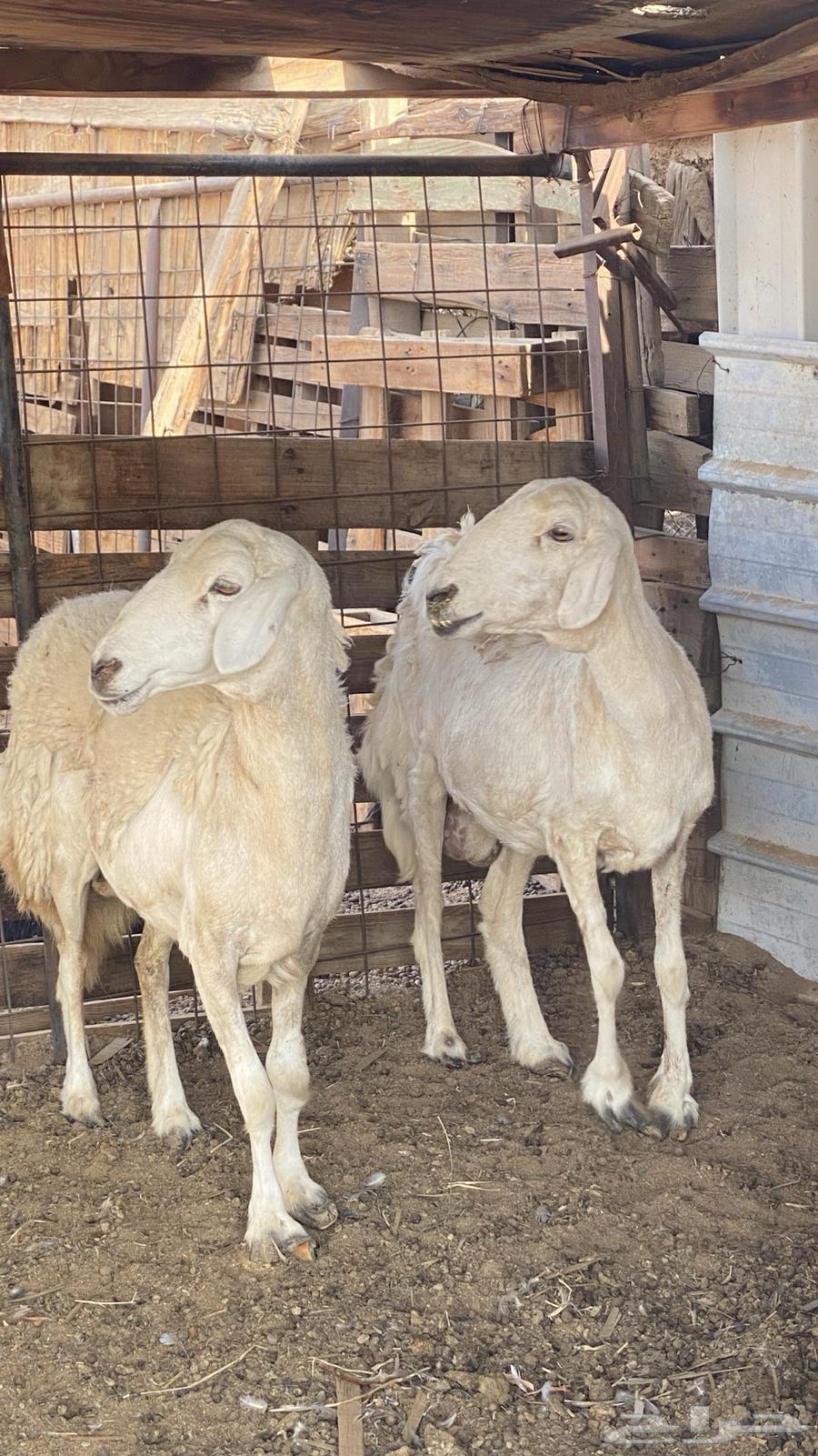 دفيع راسين ضان حريه64395282816129110