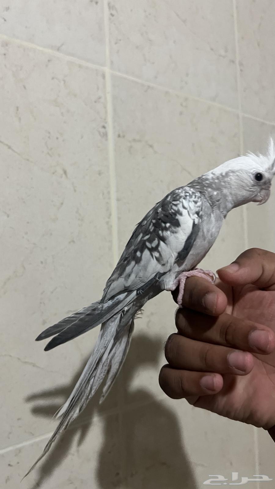 ببغاء كروان هولندي وايت فيس اليف ويطلع على اليد ويقبل المسح64399870588929112