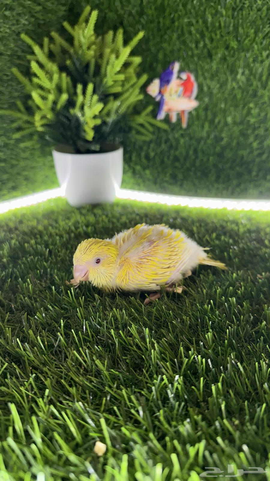 فروخ كويكر لاتينو64395268981377112