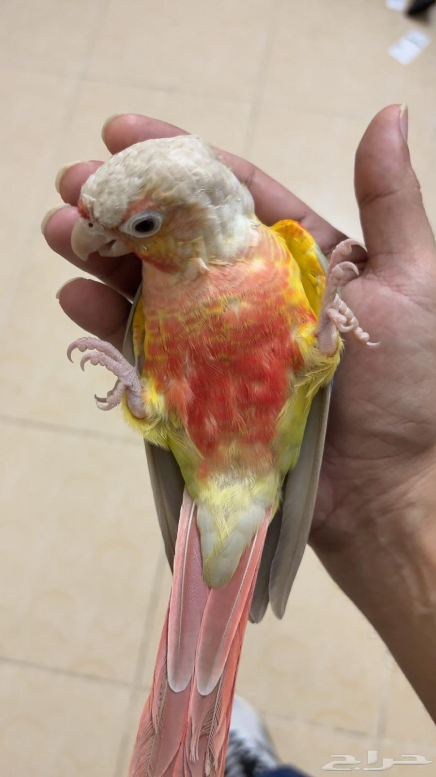 طيور كنيور العدد 2 ياليت الي بيسوم يكون عارف سعرها وشكرا64392827060482111