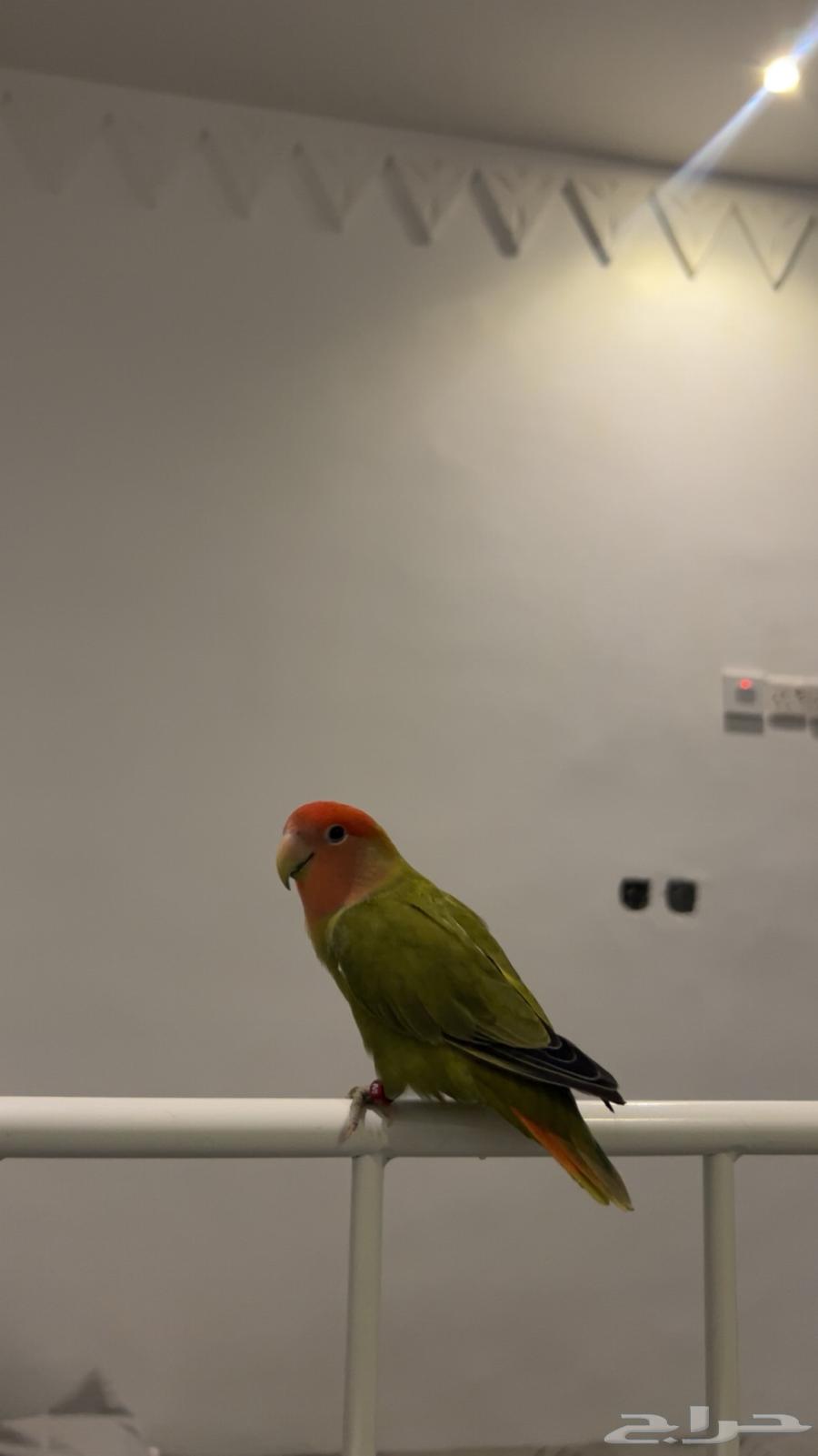 3 ببغاء روز64397687178755110