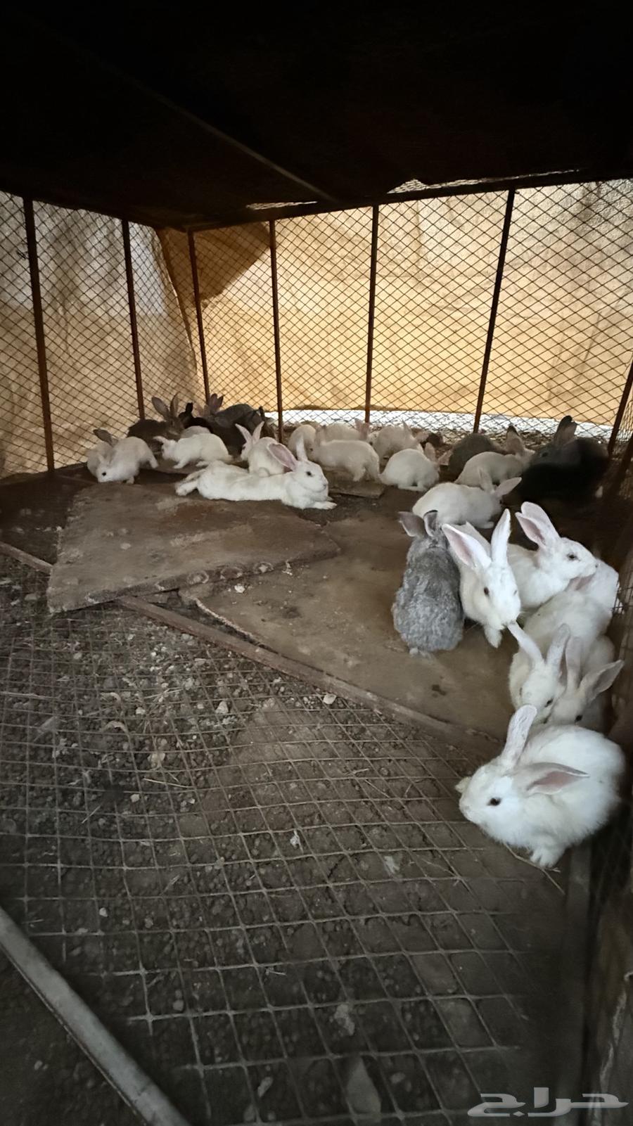 ارانب64398214919938111