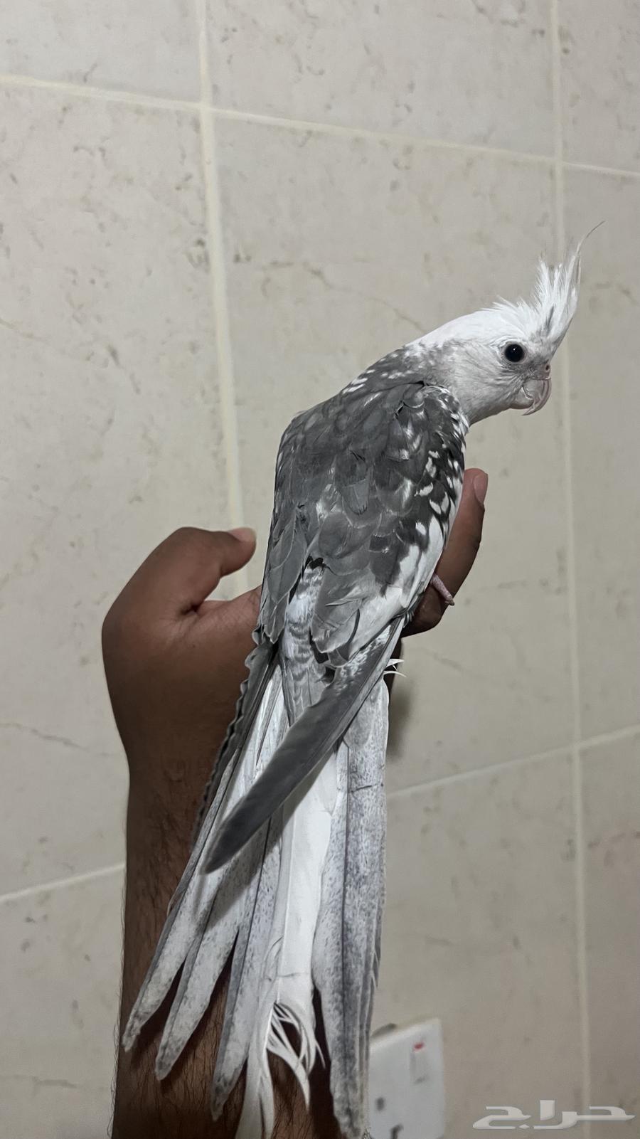 ببغاء كروان هولندي وايت فيس اليف ويطلع على اليد ويقبل المسح64399870588929110