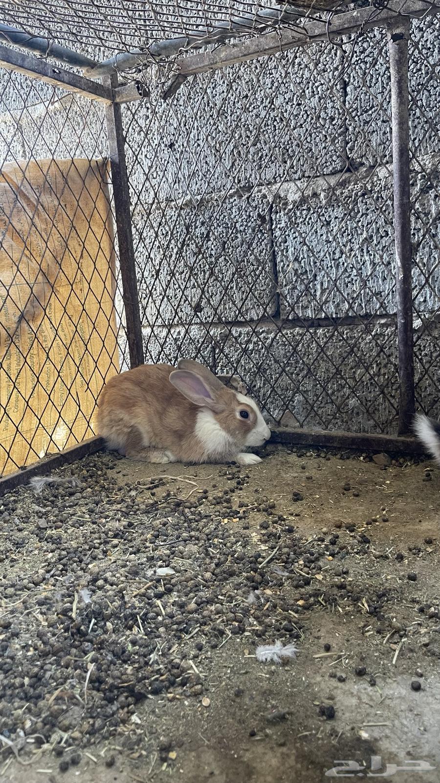 Rabbits64400911070979111