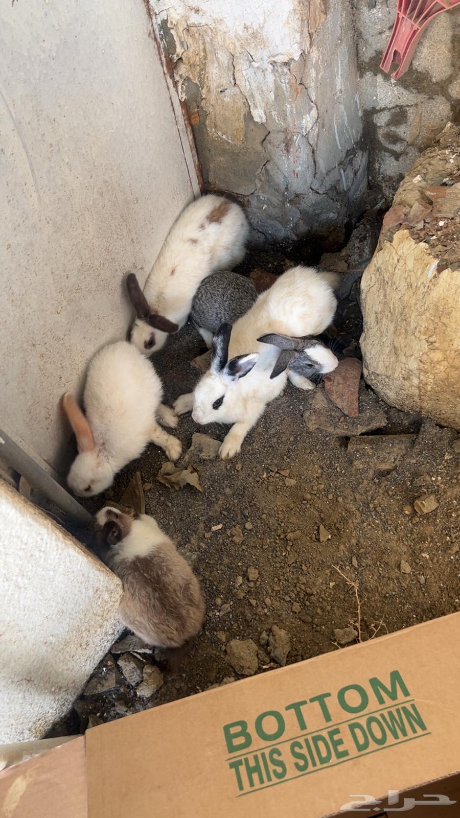 ارانب64396713854723110