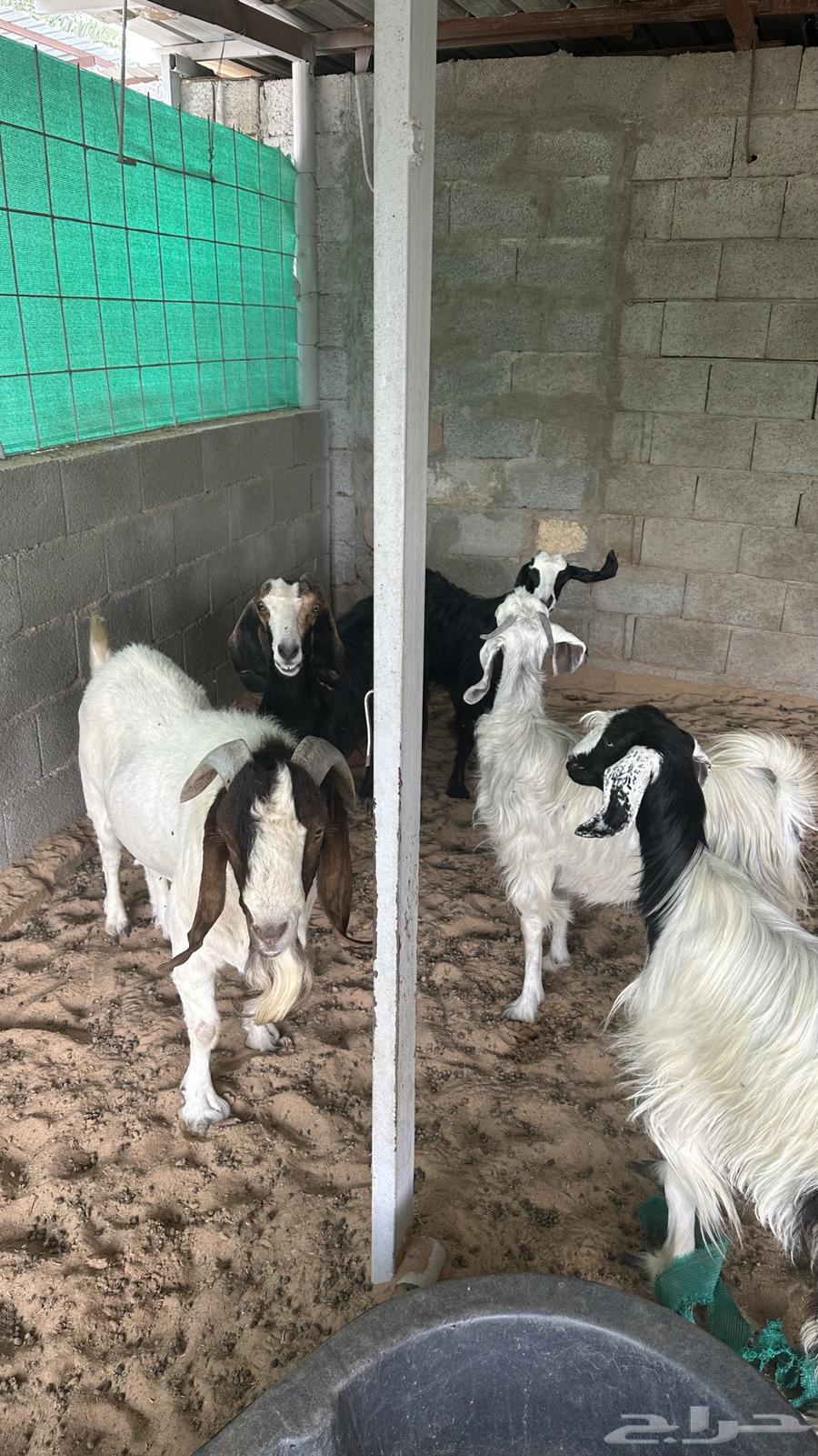 للبيع تيس بارقوت واربع عنق بلديات64400827684225113