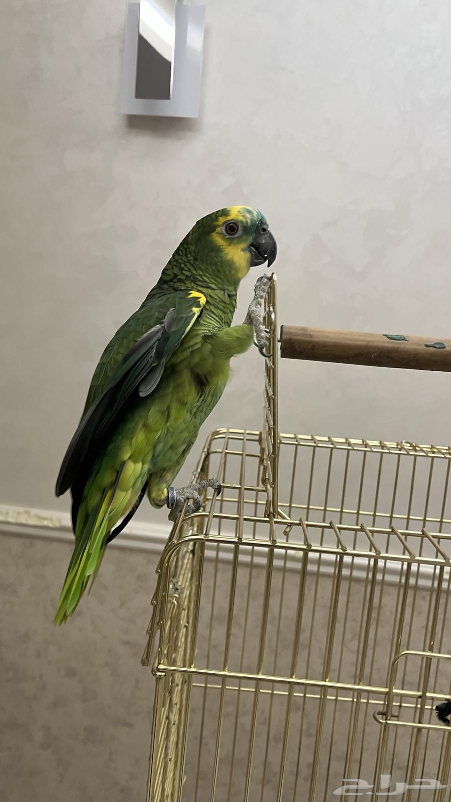 ببغاء امازوني بلو فرينتد64398686946561110