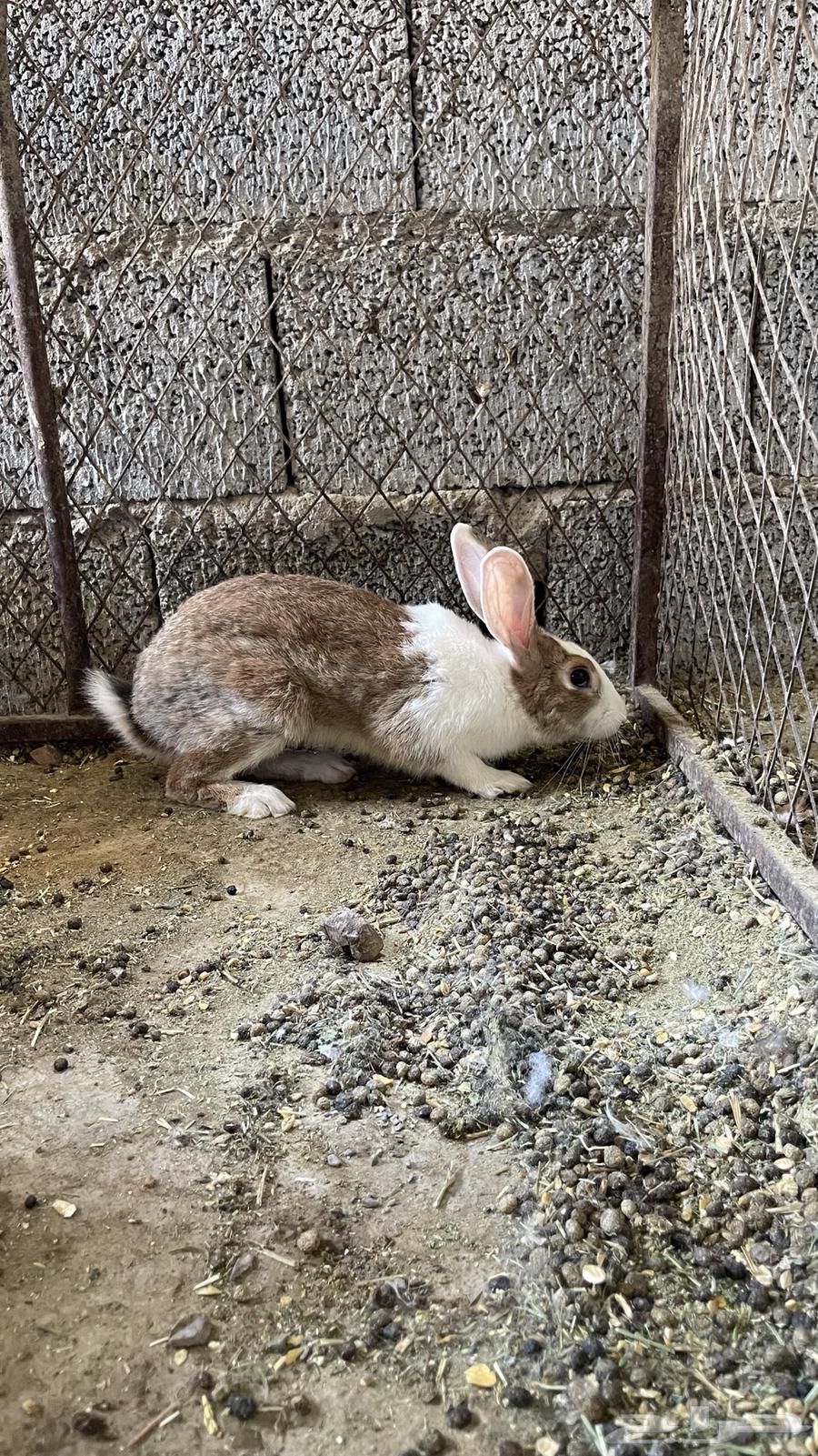 Rabbits64400911070979112