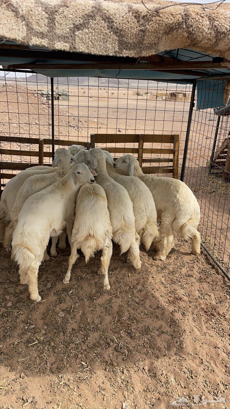 خرفان فاخره طيبه64397047543425114