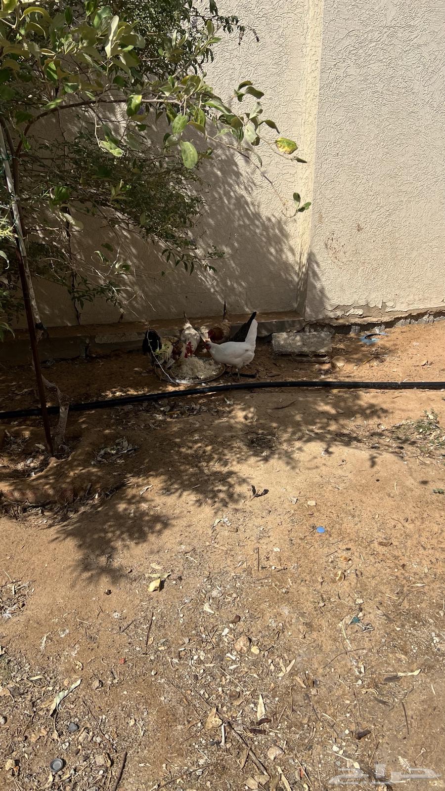 دجاج مع ديك64397519943298110