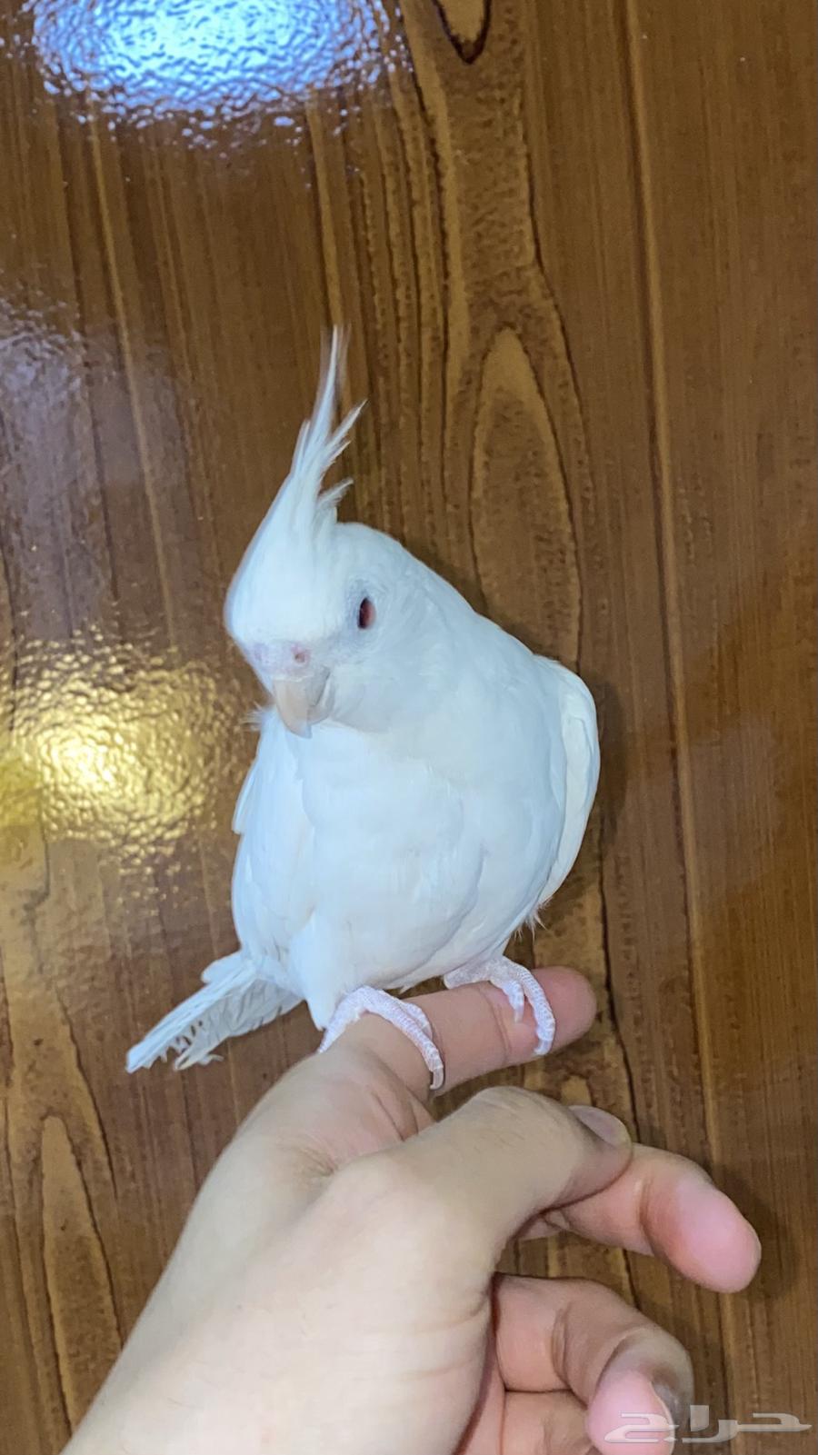 كروان البينو انثى64397880719873110