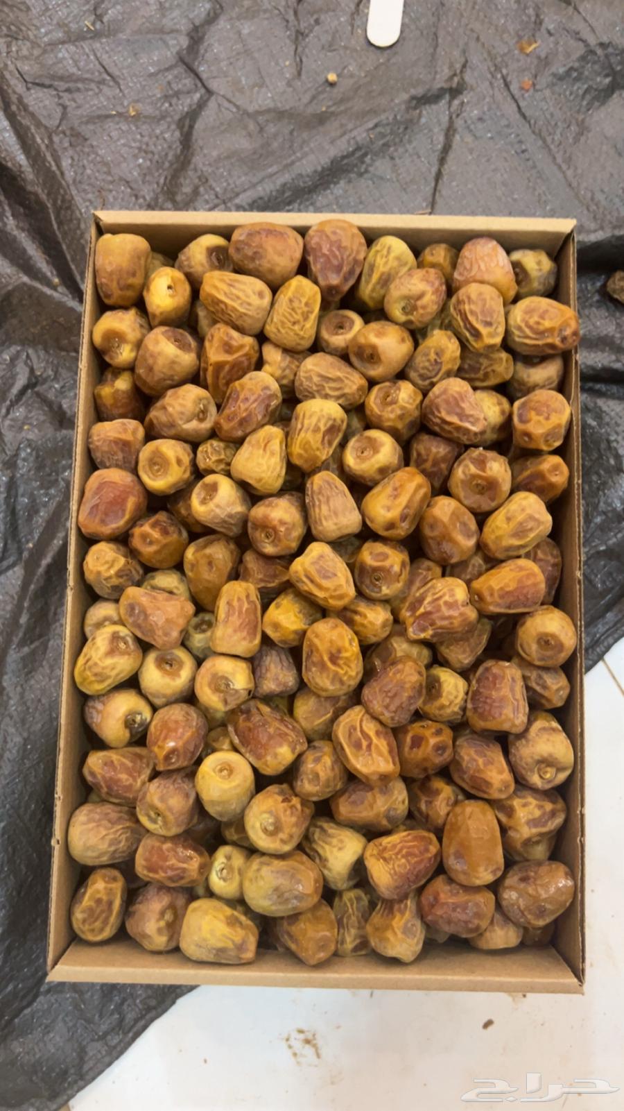 تمر سكري   مفتل   ورشودي   ورطب   وجالكسي64400827700354112