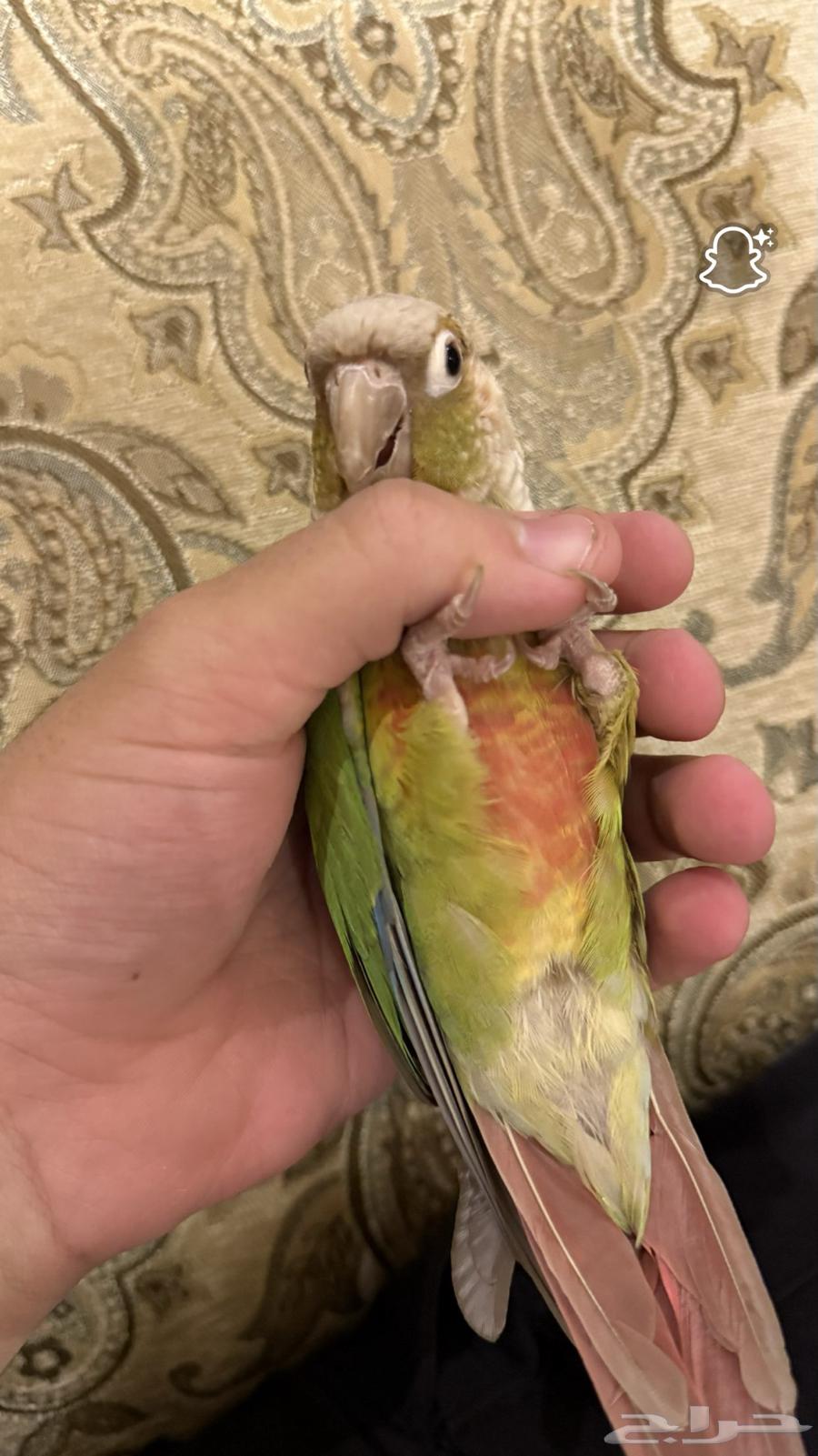 طائر كنيور64393527889411112