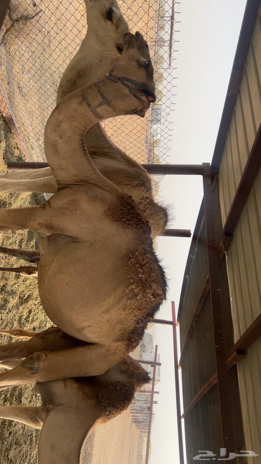 Qa3dan coastal areas Al-Murabi 3 months and a half64400772097922110