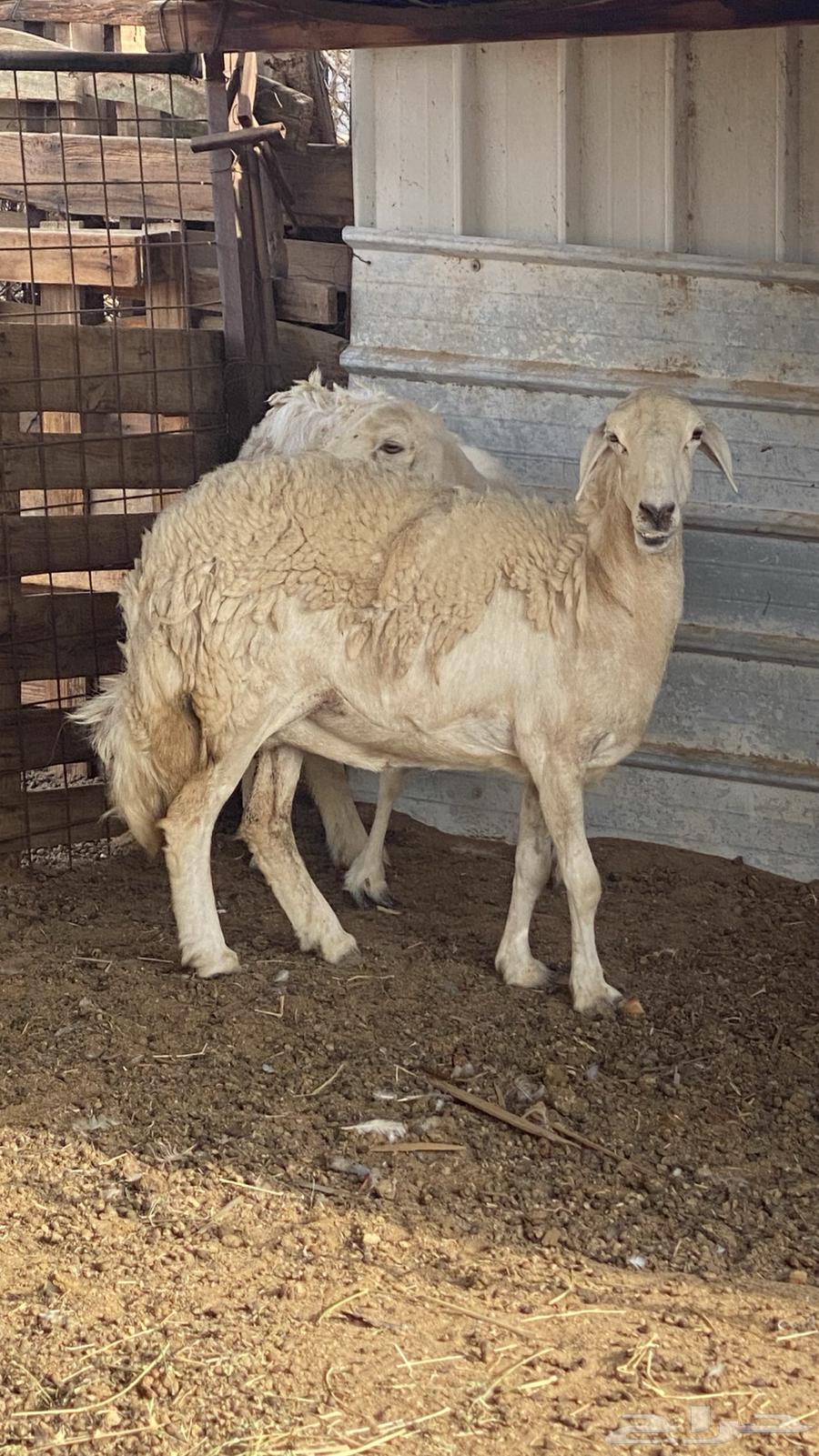 دفيع راسين ضان حريه64395282816129111