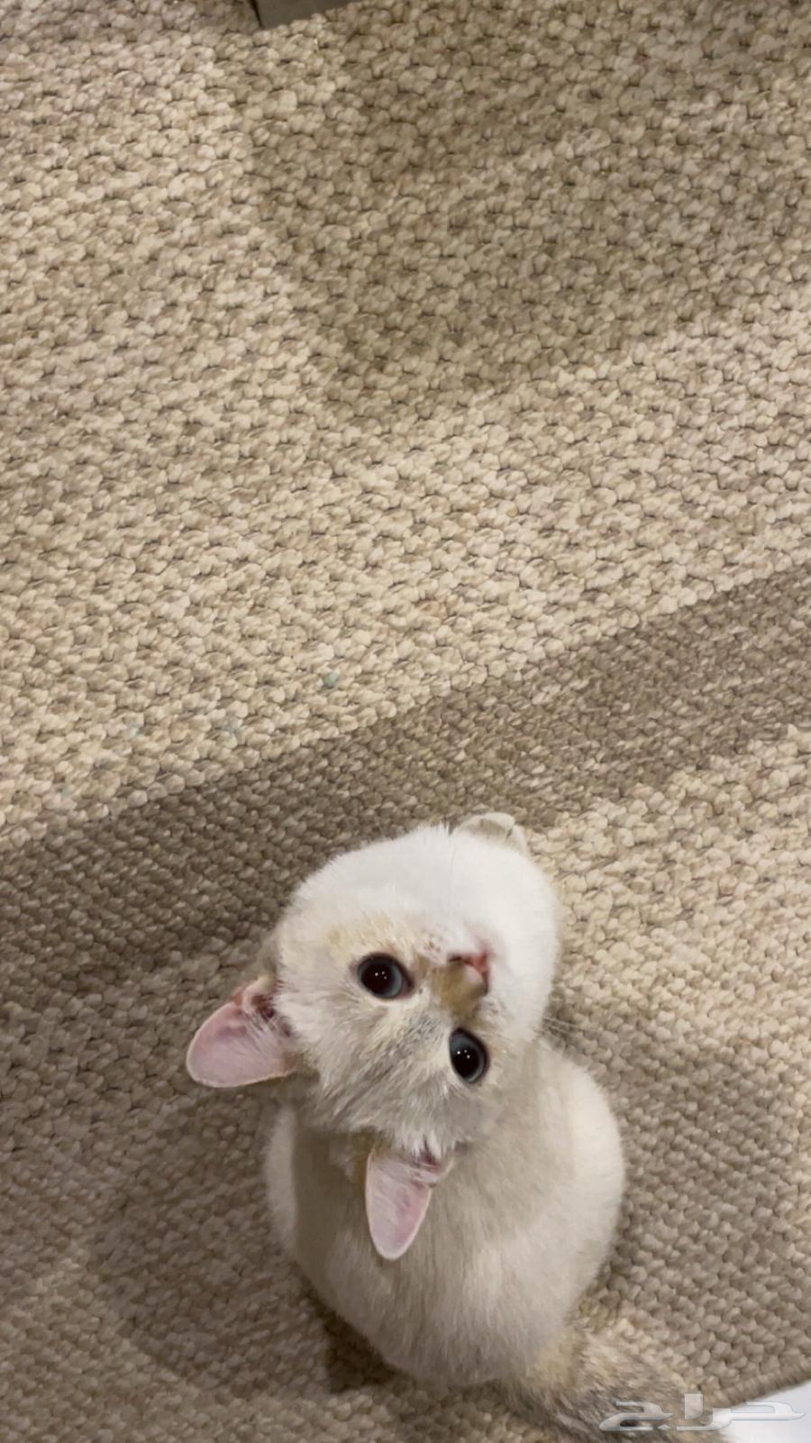 For sale - Scottish Fold cat, four months old, very playful64392608230402110