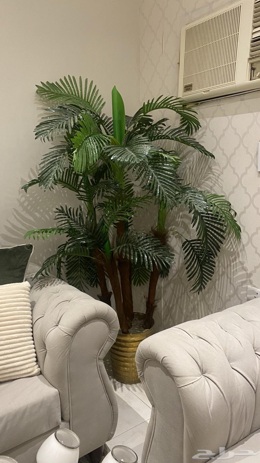 كنب64397769673858112