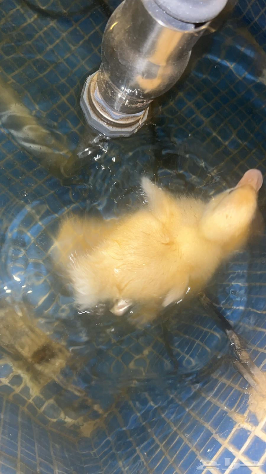 بط بكيني للبيع64392813598850111