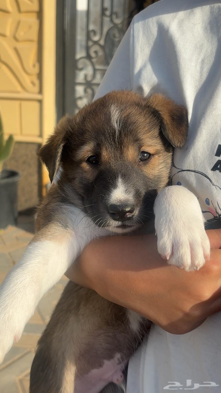 جراوي للبيع بمبلغ رمزي   فرصة لكل من يبحث عن صديق وفي64395352025473113