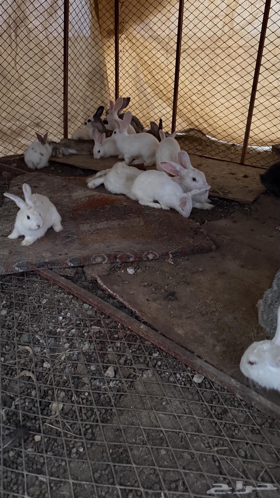 ارانب64398214919938114