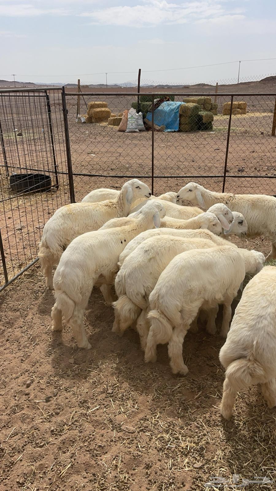 خرفان فاخره طيبه64397047543425111