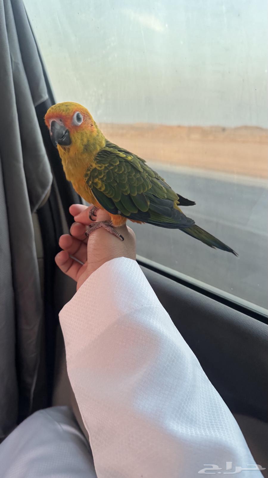 صن كنيور فرخ تم البيع64397631312642110