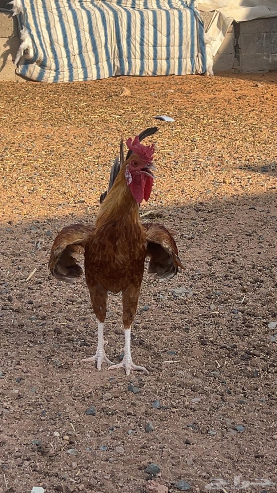 لللبيع ديك بلدي ابو التاج64400646955395110