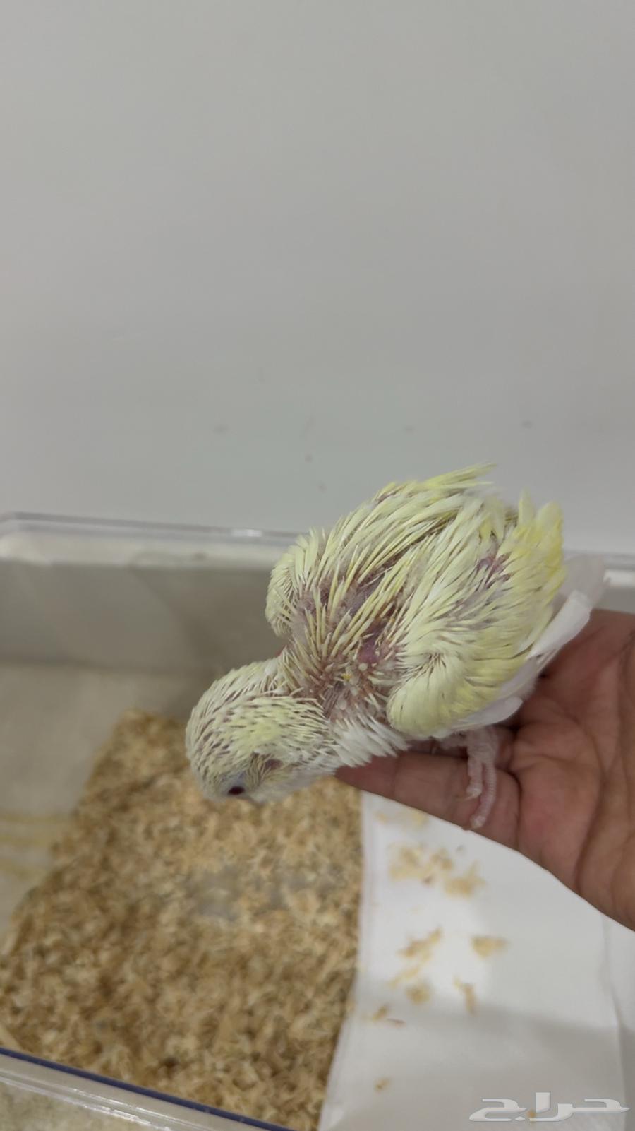 Quaker Chick Mutation64400563430402113