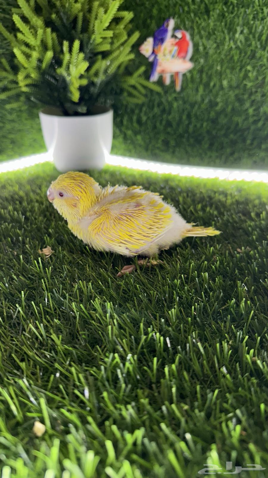 فروخ كويكر لاتينو64395268981377111