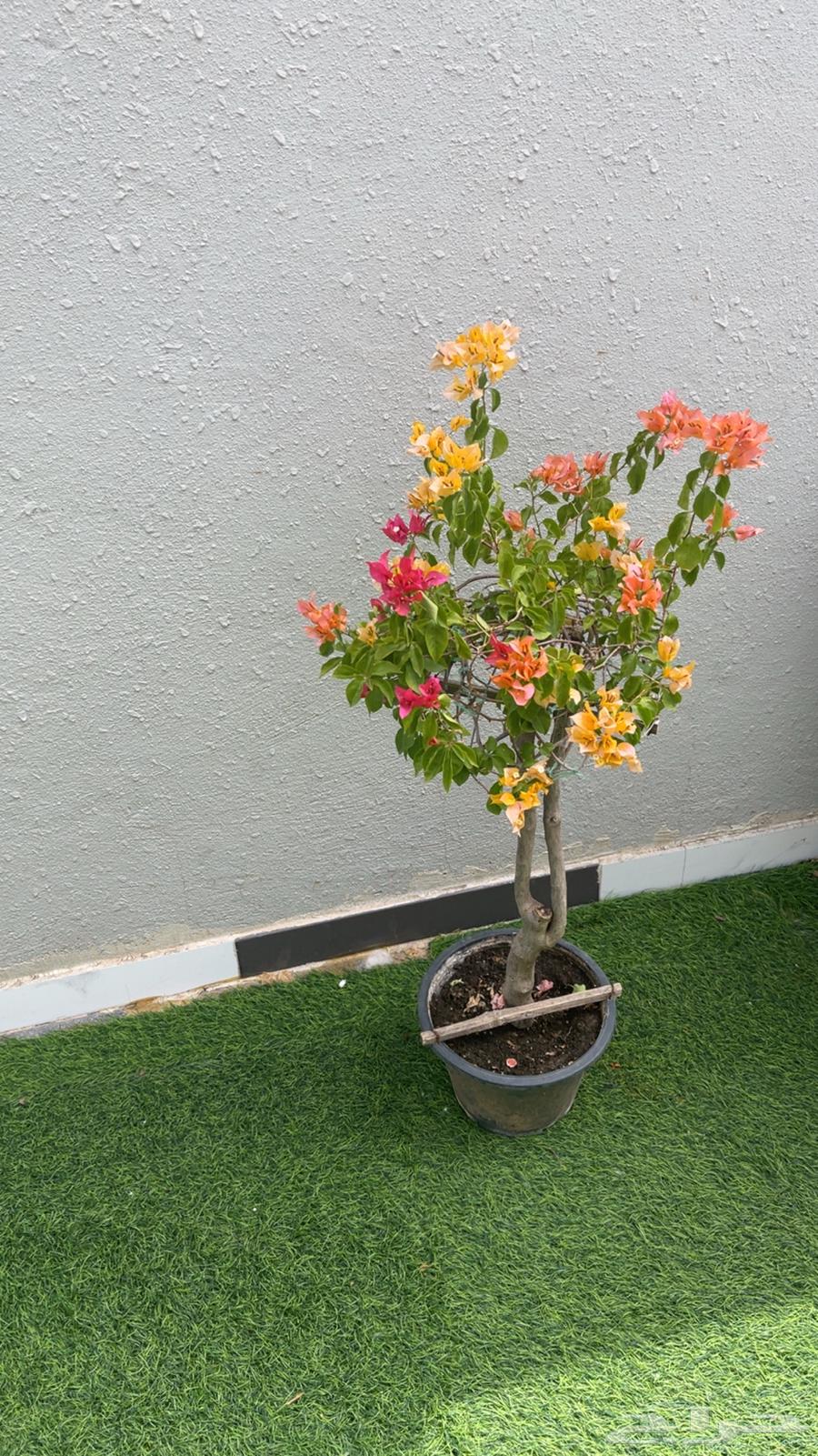 جهنميه مطعمه عدة ألوان64398520745474112