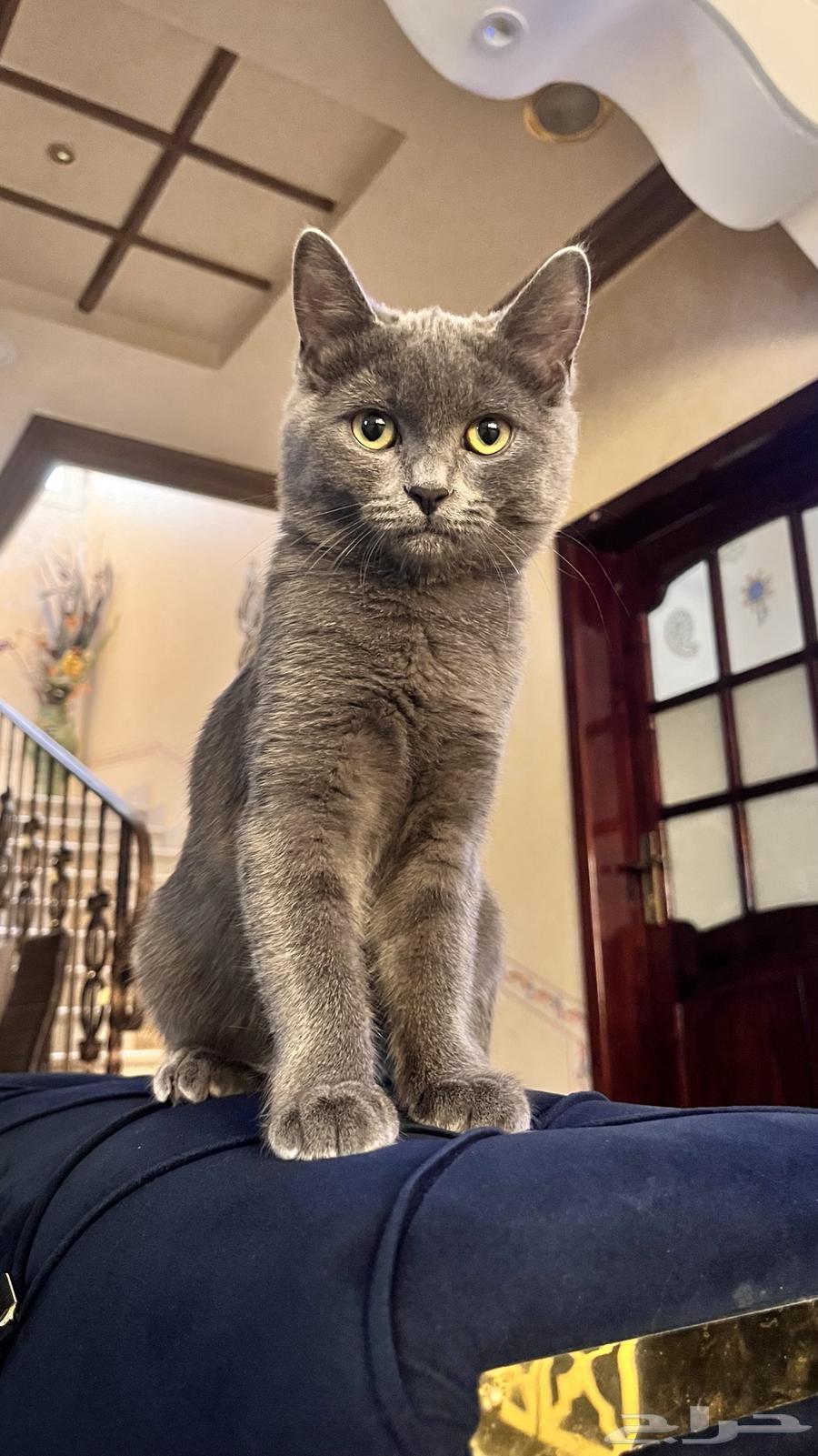 قطوه سكوتش بريتش64392484296321111