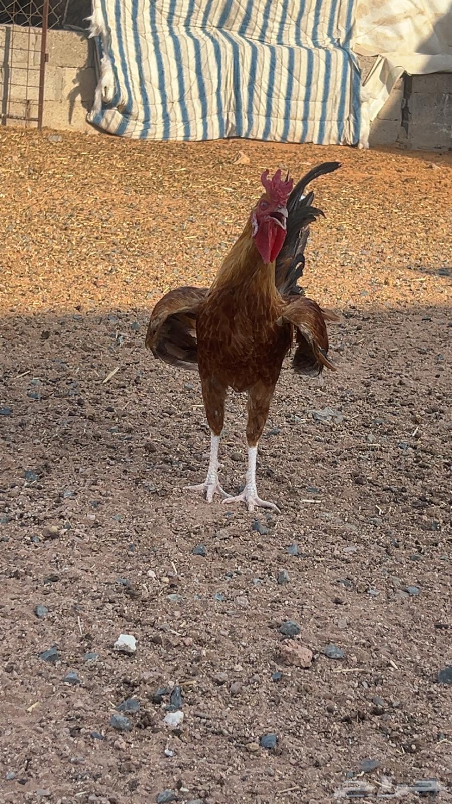 لللبيع ديك بلدي ابو التاج64400646955395111