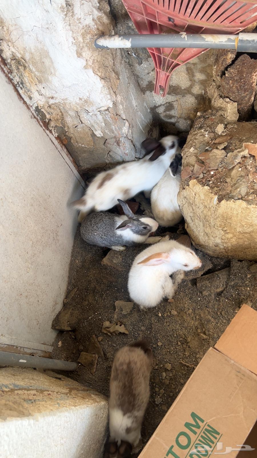 ارانب64396713854723112