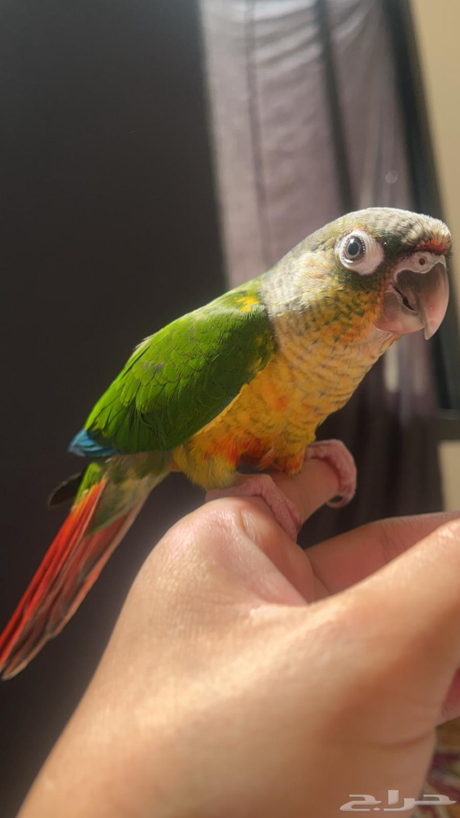 للبيع كنيور64399271985026112