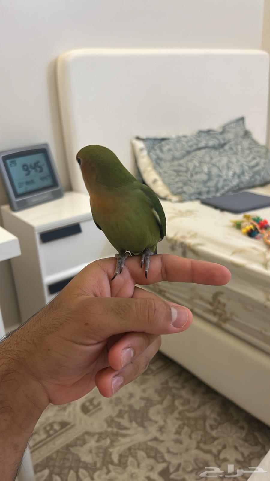 روز اليف جدا للبيع64392538706306111