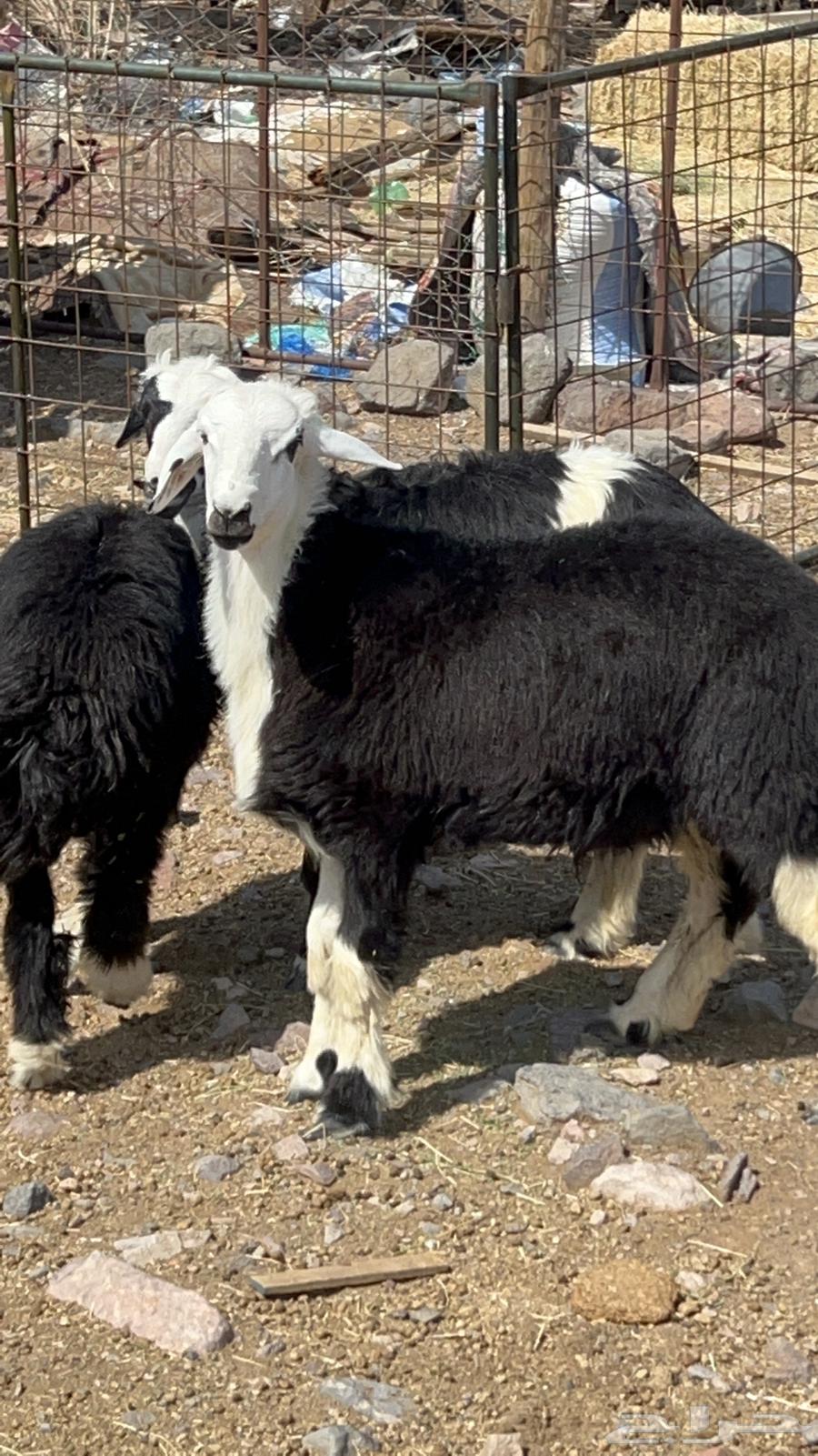 طليان ذبايح فاخره64400189970434111