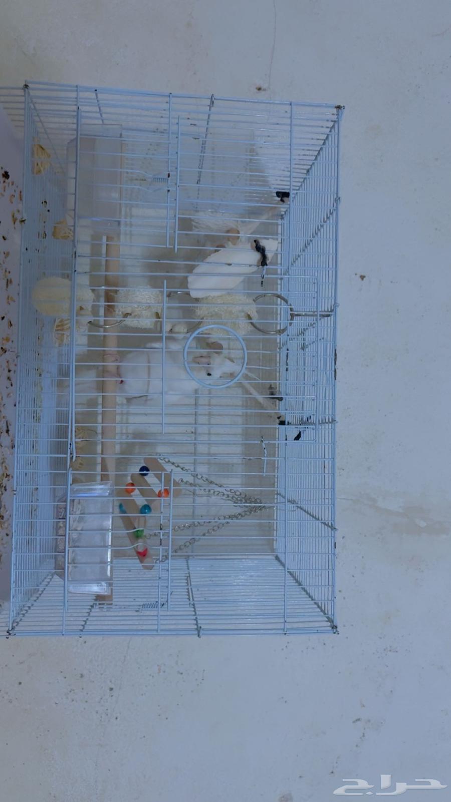 كروان اليف لبيع مع العبه وقفصه واكله64399577516547110