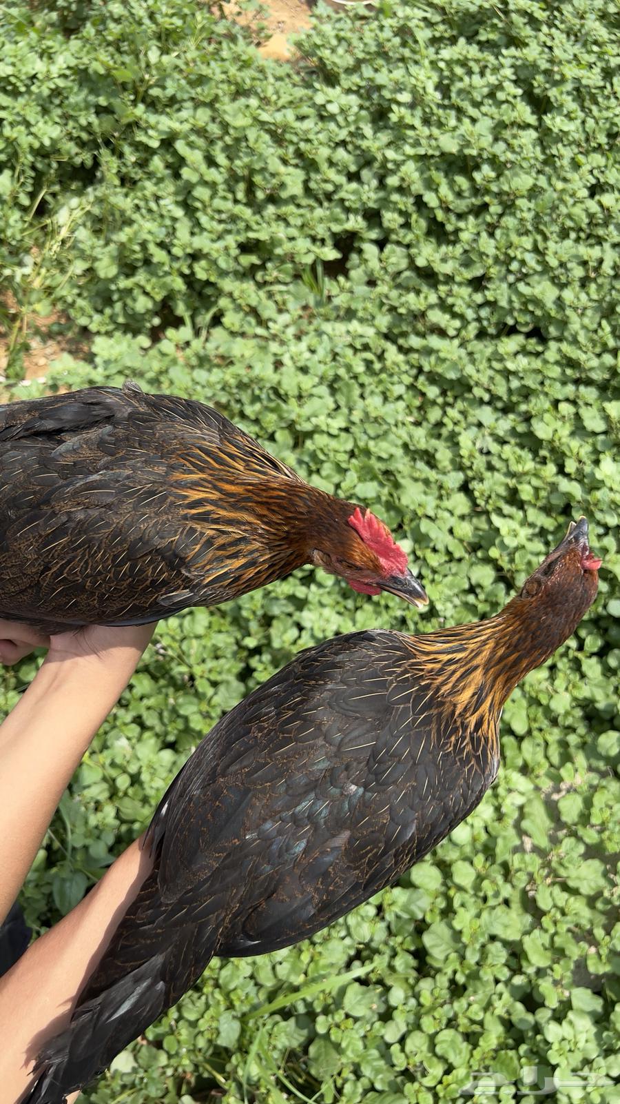 دجاج عربي فري فاخر64397214244097113