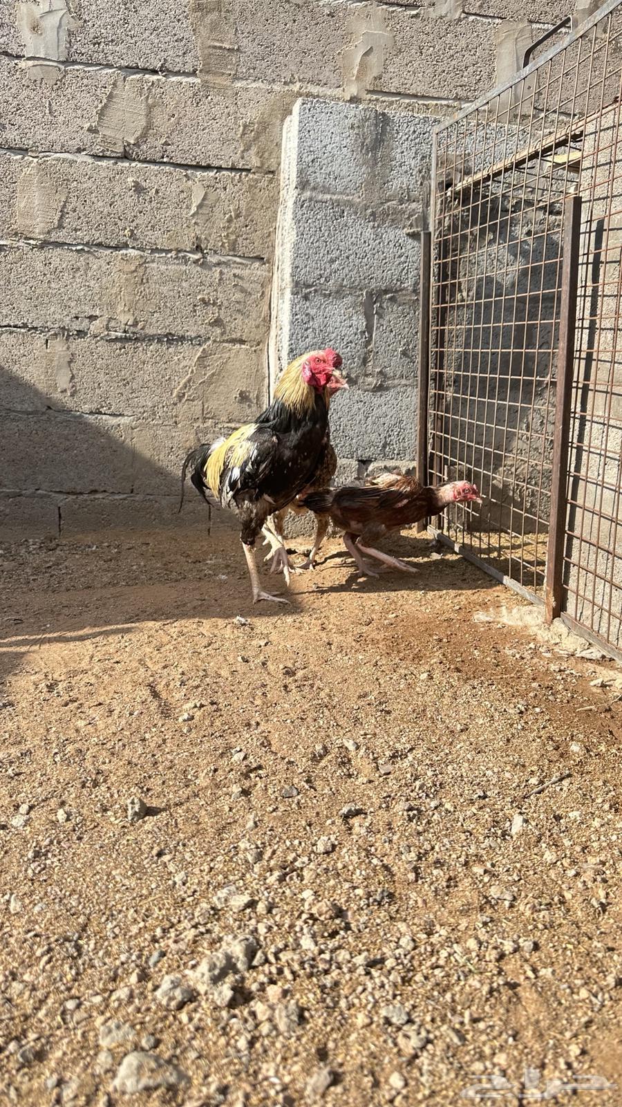 ديك بكستاني للبيع فقط الديك64401133316098112