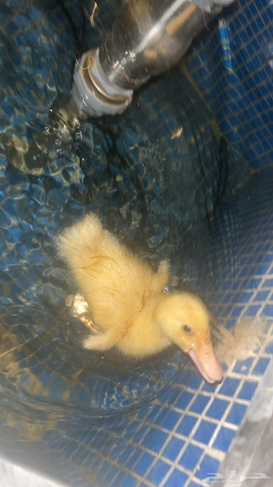 بط بكيني للبيع64392813598850113