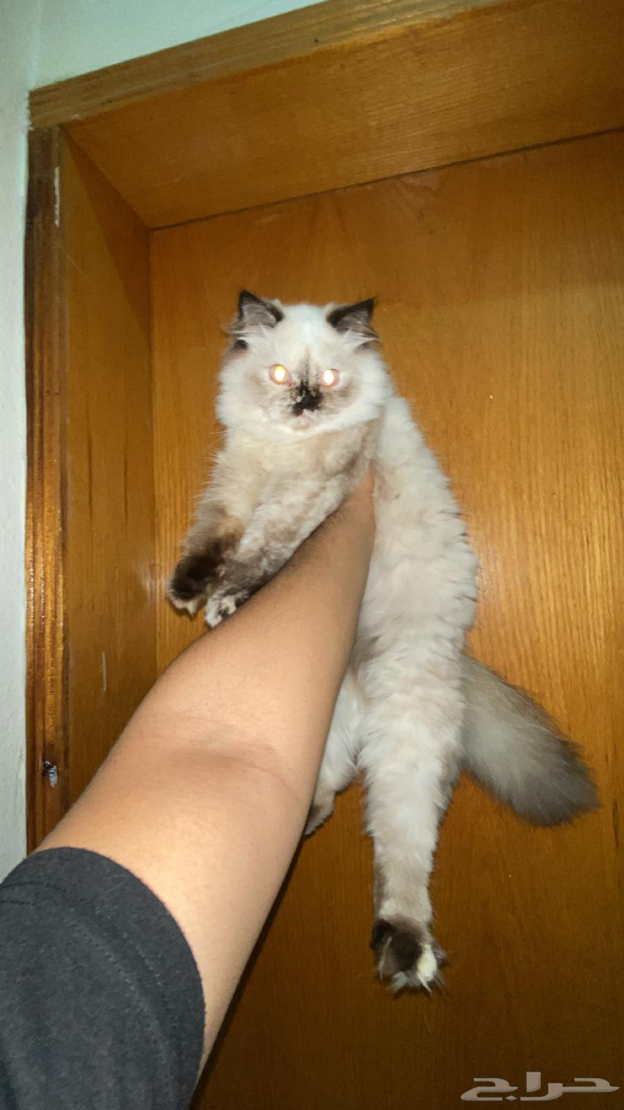 للبيع برتش شورت شوكلت ذكر   شيرازيه انثى64395615349251111