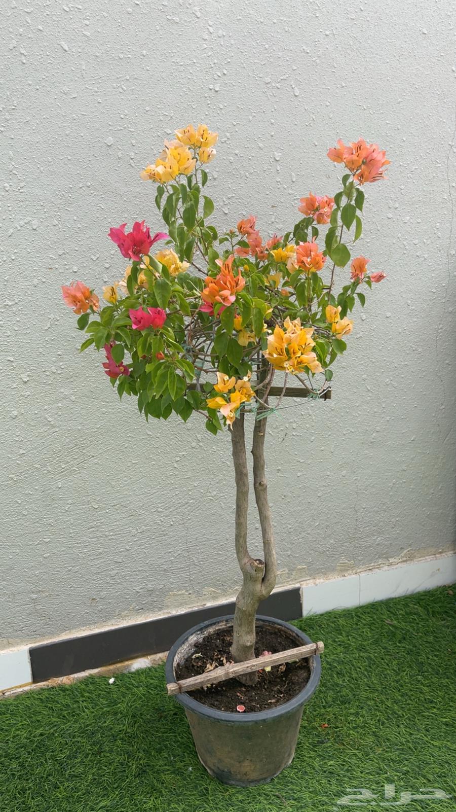 جهنميه مطعمه عدة ألوان64398520745474110