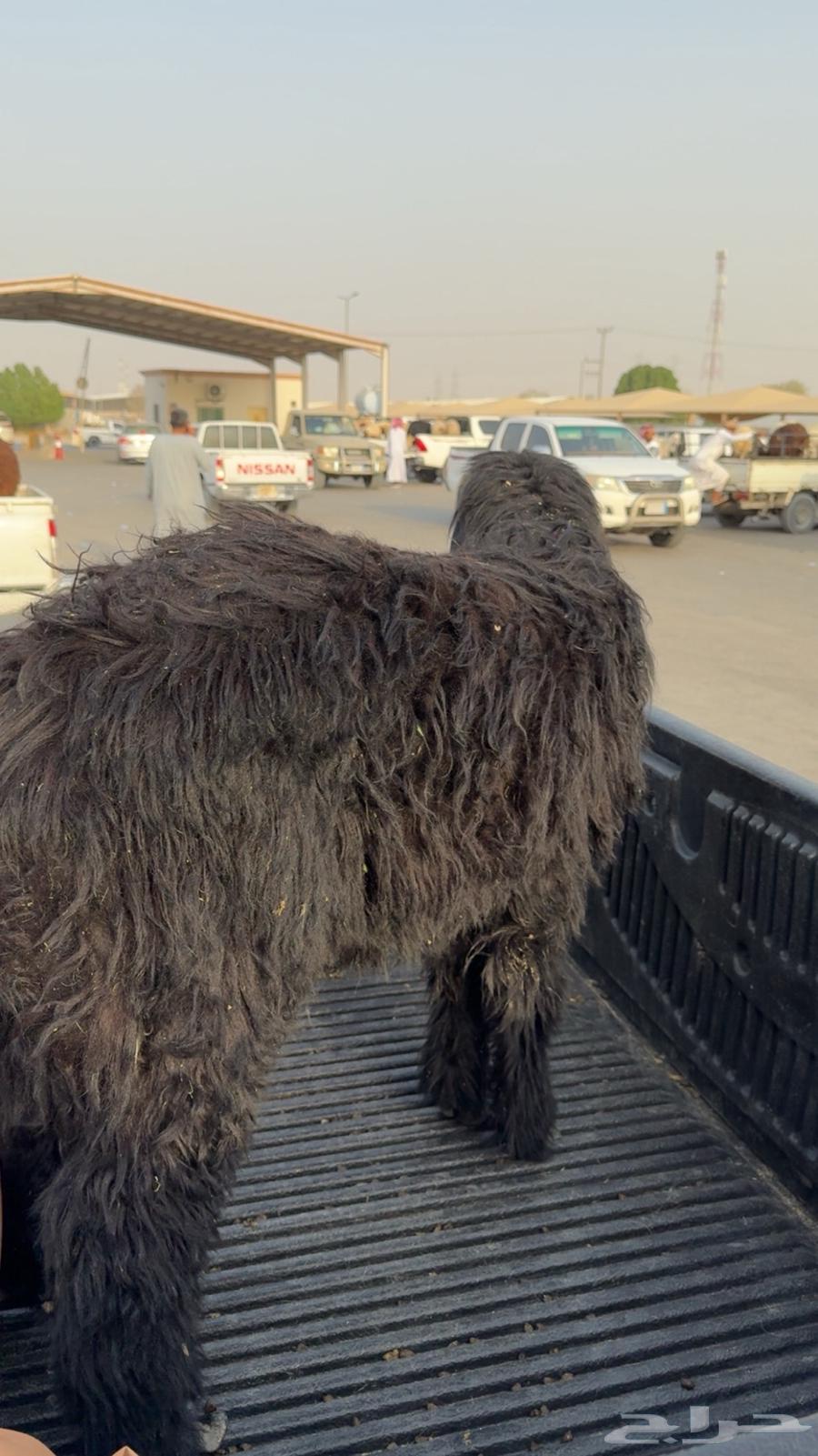 طلي عربي للبيع64400356494081111