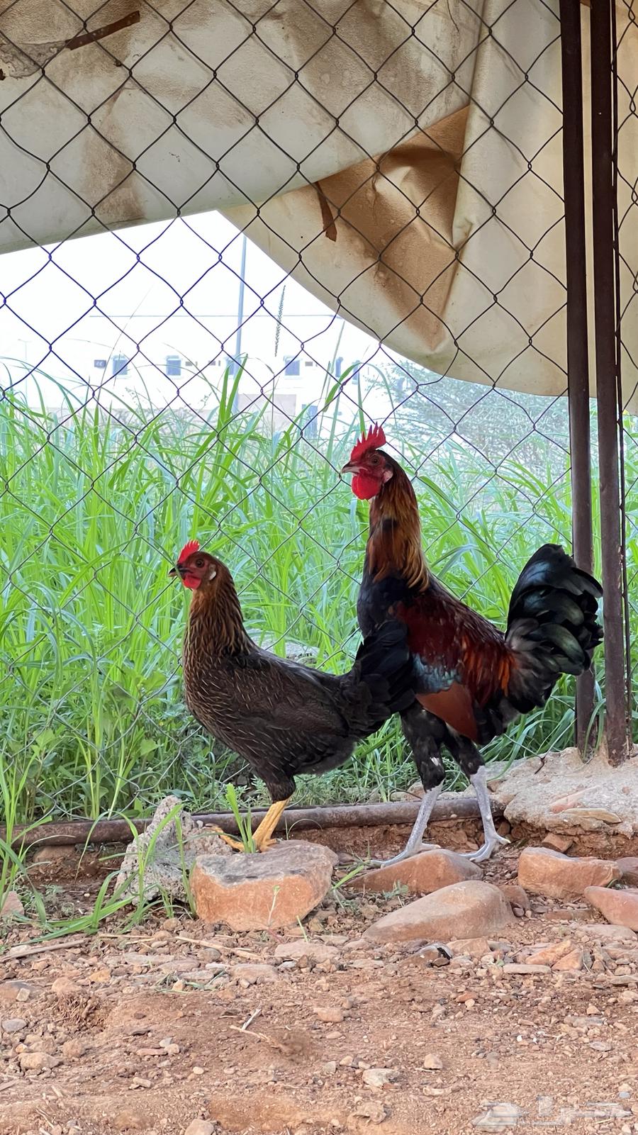 دجاج عربي فري فاخر64397214244097112