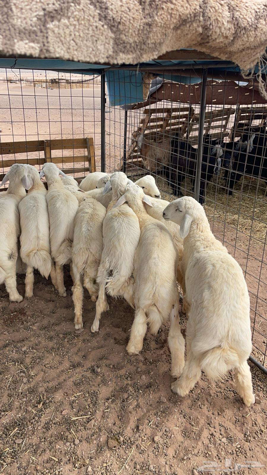 خرفان فاخره طيبه64397047543425113