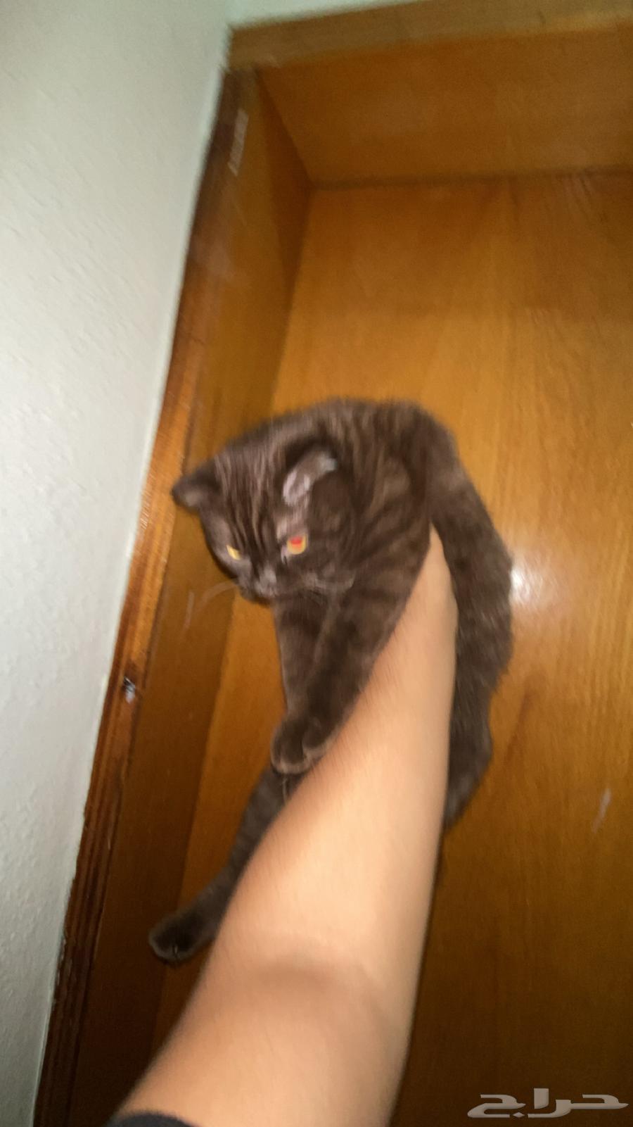 للبيع برتش شورت شوكلت ذكر   شيرازيه انثى64395615349251112