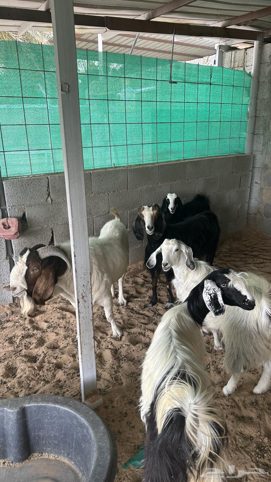 للبيع تيس بارقوت واربع عنق بلديات64400827684225114