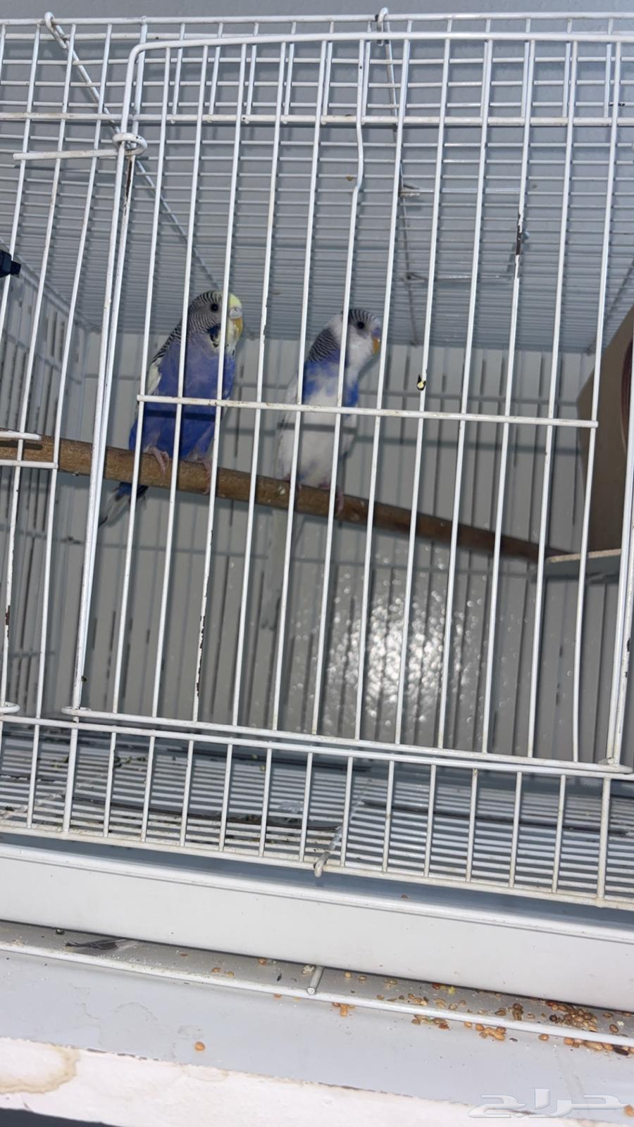 طيور حب باقل الاسعار64400259040769112