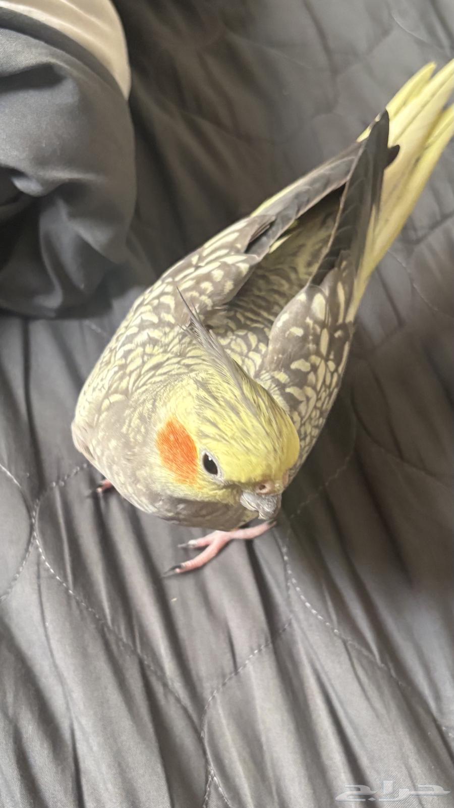 كروان للبيع64394234822658111