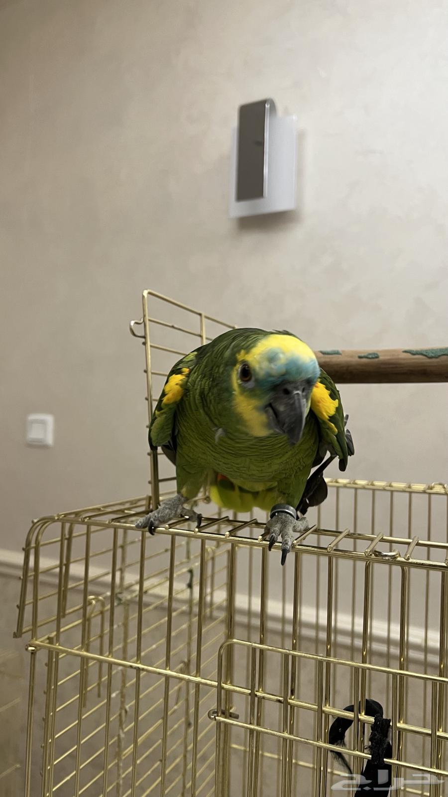 ببغاء امازوني بلو فرينتد64398686946561111